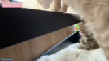 Just Chatting