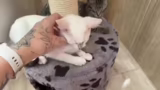 Just Chatting