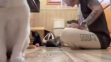 Interaktion mit den Katzen un…