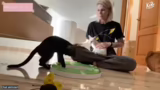 Katzenverhalten und Gesundheit