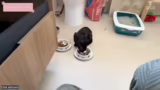 Vorstellung der Katzenkinder…