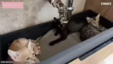Kitten-Adoption und Reisepläne