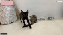 Cozy Kitten !Flugpaten