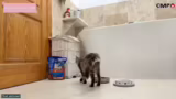 Interaktion mit den Katzen, A…