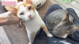 Just Chatting