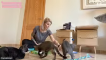 12h+ Streamchen !kofi für Kittensupport…