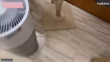 Katzenpflege und Vermittlung