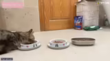 Katzenklo, Futterumstellung u…