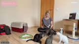 Katzenvermittlung und Zuwachs…