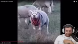 Just Chatting