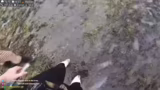 Kuhfladen-Attacken, Schuh-Ill…