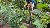 Gartenarbeit live: Olivenbaum-Rückschnitt und Tomaten-Düngung
