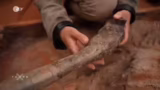 Diskussion über Spinosaurus-F…
